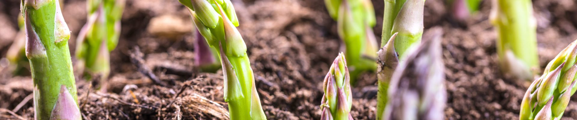 Grüner spargel wächst aus der Erde